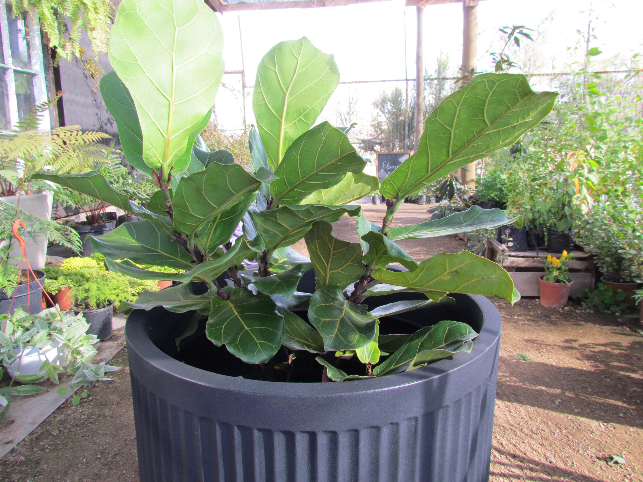 Macetero Flute Planter Grís Oscuro Chico - Imagen 2