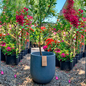 Macetero Cask Planter Grafito M