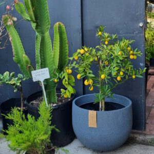 Macetero Rústico Redondo Grafito M