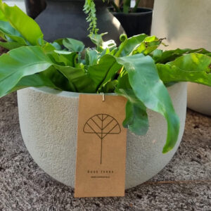 Rústico Redondo S Crudo