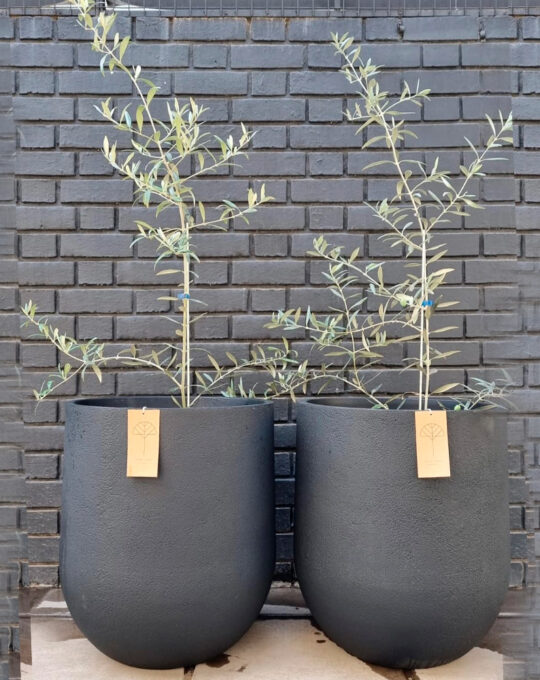 Macetero Cask - Grís Oscuro - L