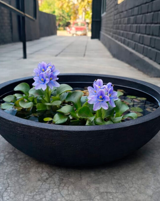 European Bowl – 41 x 12 cm 🌿