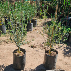 Olivo (Olea europaea) – 1.50 🌿