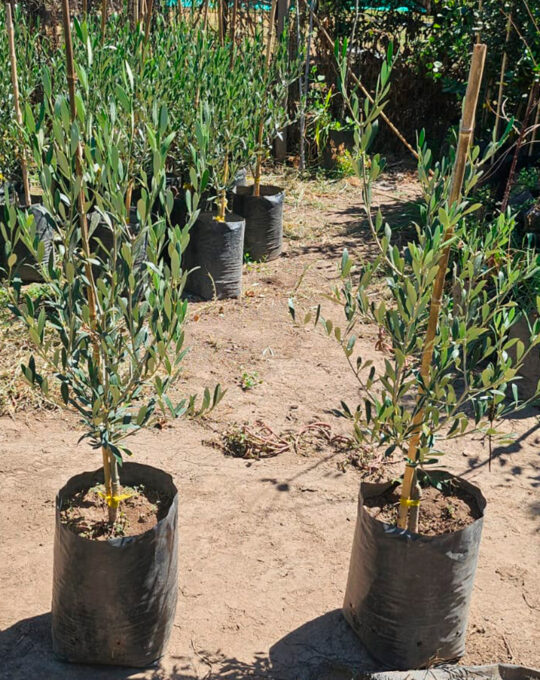 Olivo (Olea europaea) – 1.50 🌿